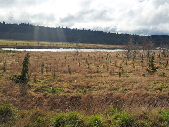 Restoration plantings along the Smokehouse tidal channel, 2017.