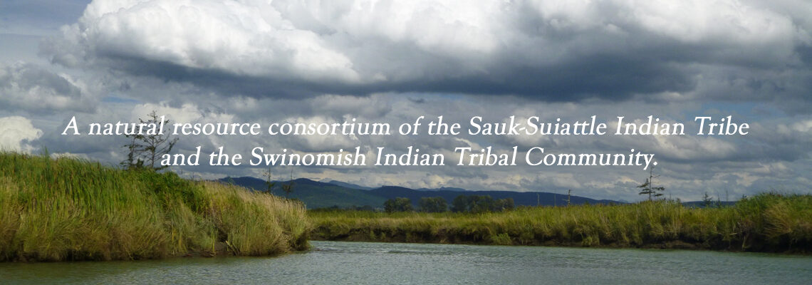 The Skagit River System Cooperative is a Natural Resources Consortium of the Sauk-Suiattle Indian Tribe and the Swinomish Indian Tribal Community.
