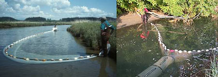 SRSC Research crew setting a beach seine in the delta; fyke trap in a lagoon.