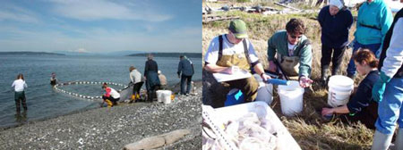 ‘Citizen scientist’ Beach Watchers hauling a beach seine and recording fish data.